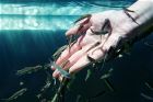 Fish SPA