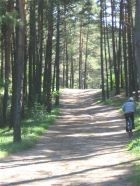 Лесная дорога